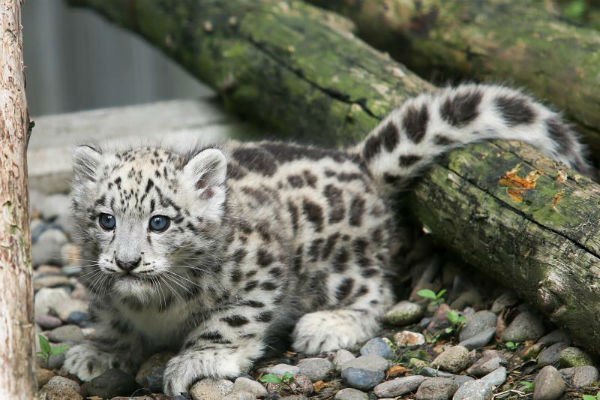 4月に生まれたユキヒョウ 子どもの愛称を募集 - 旭川市旭山動物園