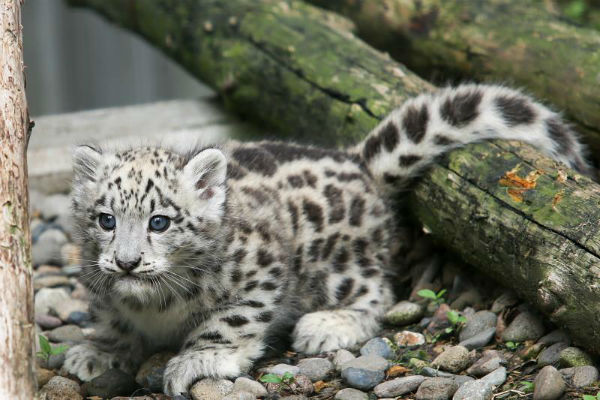 4月に生まれたユキヒョウ 子どもの愛称を募集 - 旭川市旭山動物園