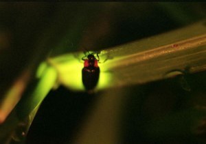 儚い光をまとわせて…7/30から西神楽でホタル