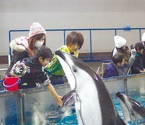 イルカに触れてみない？見るだけじゃない水族館