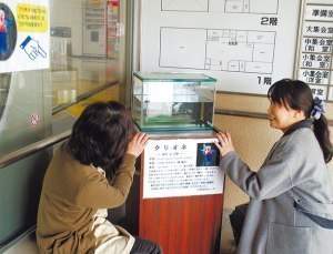 流氷の天使に会いにきて 春光でクリオネ飼育中