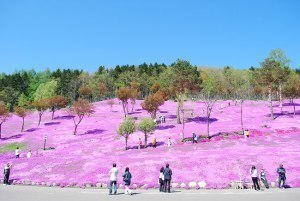 今年はヘリコプターから見てみない？ 滝上公園の芝桜