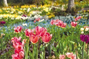 大雪森のガーデンで春の花ガイド