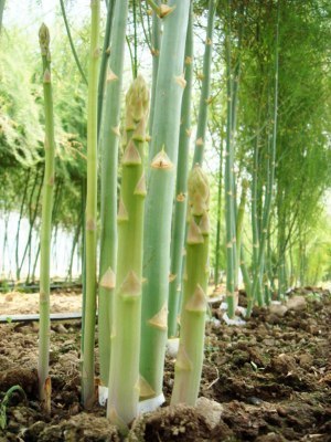 観光シーズン、食べに来てね遠軽の夏アスパラ