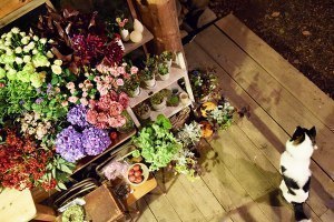美瑛のカフェで14日から花と写真の展示販売会
