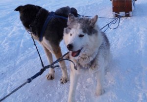 雪原を駆け抜ける!迫力の犬ぞりレースや体験も