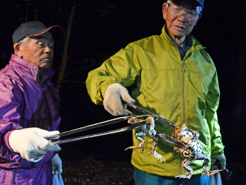 アズマヒキガエルは1匹から1万以上の卵が産まれ、毒を持っているために在来種が補食せず、天敵がいないのも大繁殖の要因。産卵前の成体捕獲と池への侵入防止ネットの設置で対策を進めています