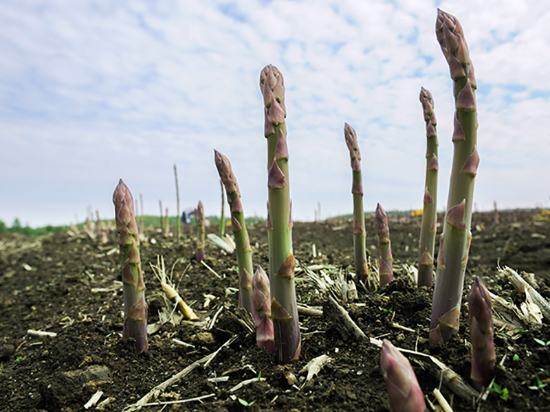 にょきにょきすくすく…もうちょっと大きく育ったら、あなたのもとへ行きますよ