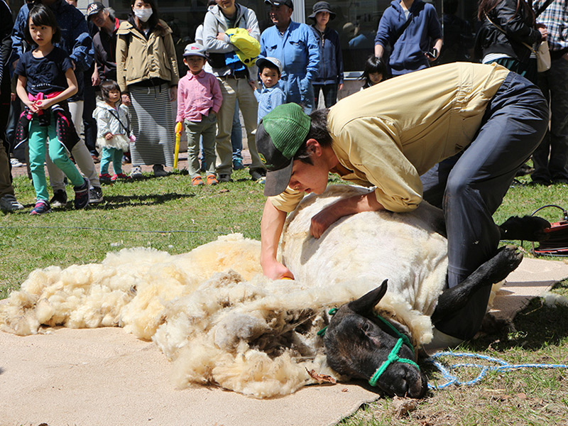 シープドッグショーは午前11時半から正午まで、毛刈りショーは午前11時からと午後2時からの30分です