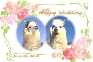 モフモフ♡アツアツアルパカカップルの結婚式