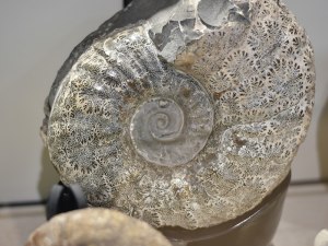 東鷹栖公民館でアンモナイト63点展示