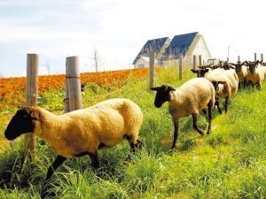 士別産の希少サフォークラムバーベキューで味わって