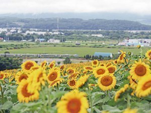 月刊まち便り【8月】今回紹介するのはこのまち！