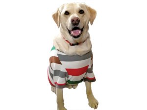 月刊まち便り【11月】今回紹介するのはこのまち！