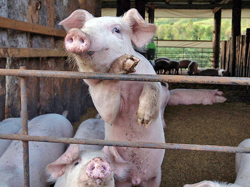 名前の由来は、ピリカ・フラヌイ川の源流地帯で育てているから。豚糞は堆肥化して有機栽培の畑で利用しています