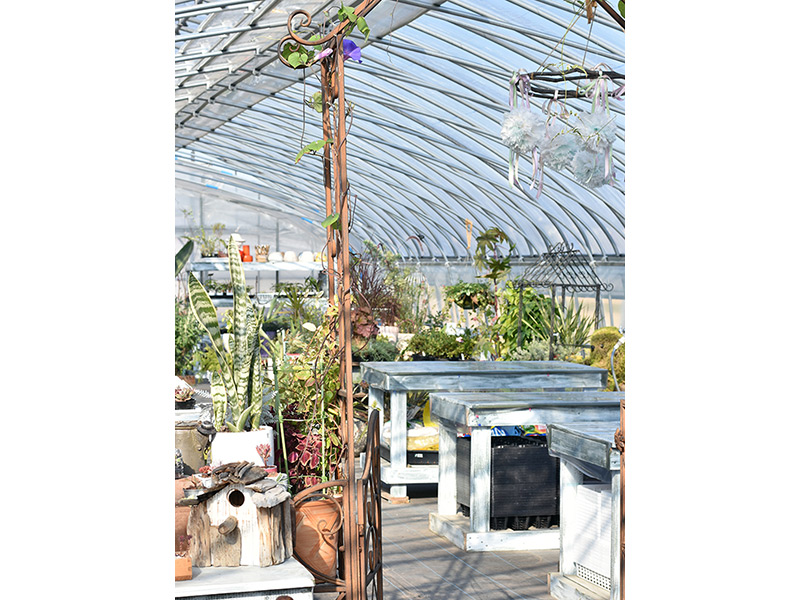 9棟あるビニールハウスで、種から育てた植物たちを鉢上げして販売しています