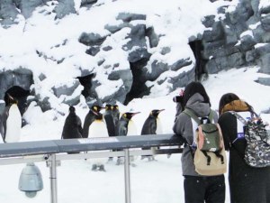 冬の動物たちを魅力的に今津カメラマンに学ぶ撮影法