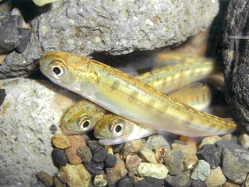 忠別川でサケの稚魚放流体験 / 旭川・道北のニュース [ライナーウェブ] | ライナーウェブ