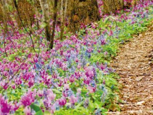 突哨山の魅力を伝える花案内人を募集