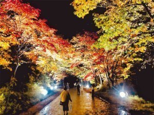 支援成立まであとひと息紅葉谷の植樹プロジェクト