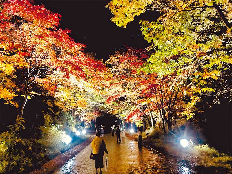 昨年の紅葉谷ライトアップのようす