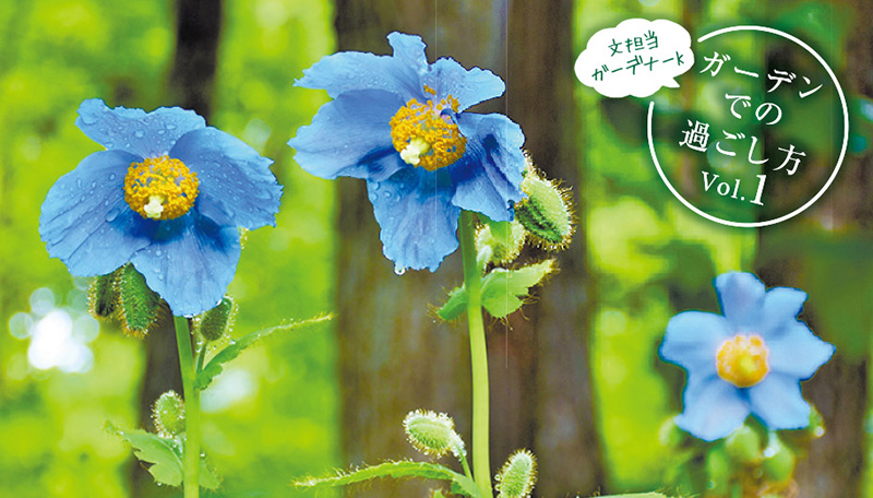 Vol.1 高地に咲く幻の花「メコノプシス」 - 大雪 森のガーデン / 旭川