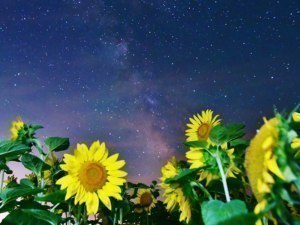 名寄の夜はロマンチック…ひまわりと星のコラボどうぞ