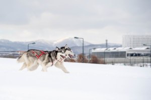 あさひかわの魅力を再発見する写真展