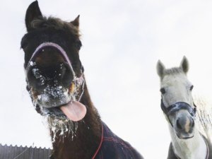 馬など動物たちとの触れあいいつでも大歓迎