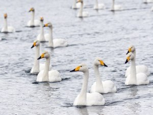 旭川と近郊町で見られる美しい野鳥と野草たち