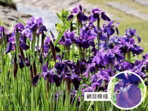 水路メドウに咲き誇るアヤメ