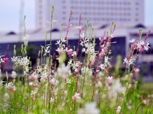 しとやかに咲くガウラ、美しさは主役級