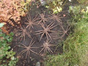 球根は蜘蛛、花はキツネのしっぽ?!