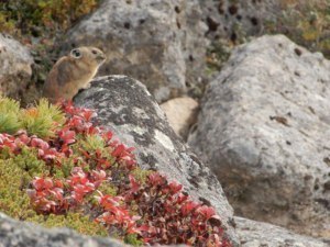 秋の日本遺産を巡る旅ツアー参加者を募集