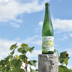 まりのワイン探訪①鷹栖の丘に広がるぶどう畑