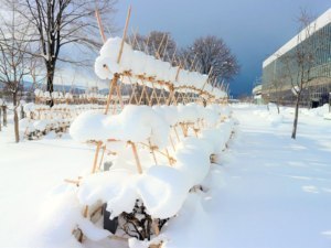 雪の下、すやすや眠る草花たち