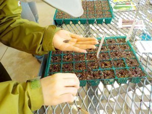 次々に芽を出す、春の使者たち