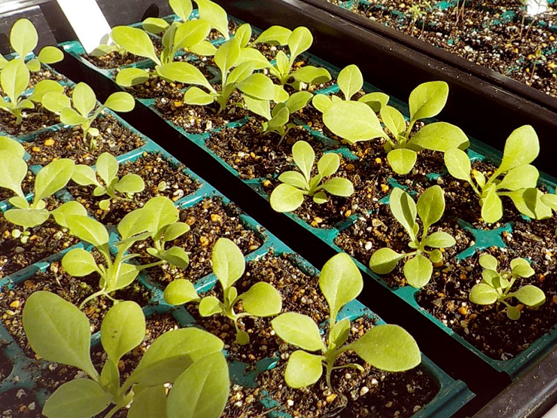 芽が出たところ