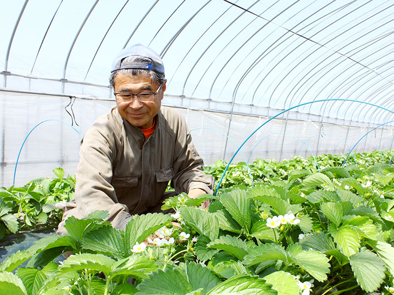 トマトやカボチャなど、ただいまぐんぐん成長中。しっかりした苗を育てることで夏場にたくさんの実を付けてくれます。また、いちごのハウス内の園路にはシートを敷いて靴が汚れないよう心配りが。雨の日も安心です