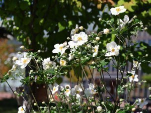 酷暑を乗り越え花開く