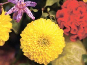 季節の花あしらいキク(マム)編