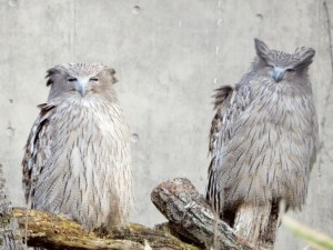 ただいま絶賛抱卵中！旭山を守るカムイたち
