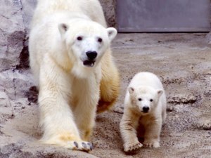 みんなの夢、元気に育ってホッキョクグマの赤ちゃん