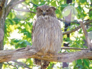 いつも見守ってるよシマフクロウのお父さん