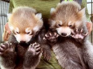 元気いっぱい育っているよレッサーパンダのきょうだい