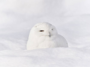 あれれ、どこにいるの〜？100％保護色なシロフクロウ