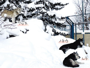 冬毛は、保温と保湿効果の2層仕立て