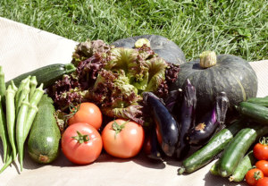 旬の無農薬野菜の詰め合わせ［7～10種類］
