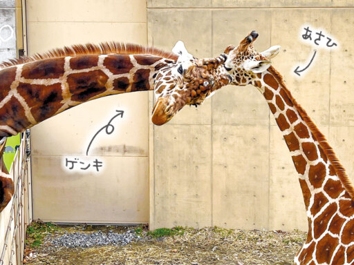 ワイヤー越しの、アミメキリン親子の触れ合い