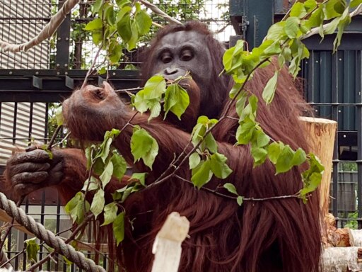 動物は虫歯にならないの？